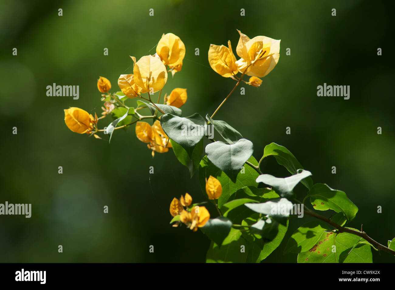 yellow bougainvillea flowers Stock Photo Alamy