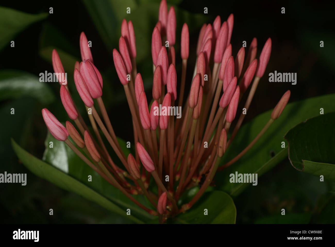 Spikey buds hi-res stock photography and images - Alamy