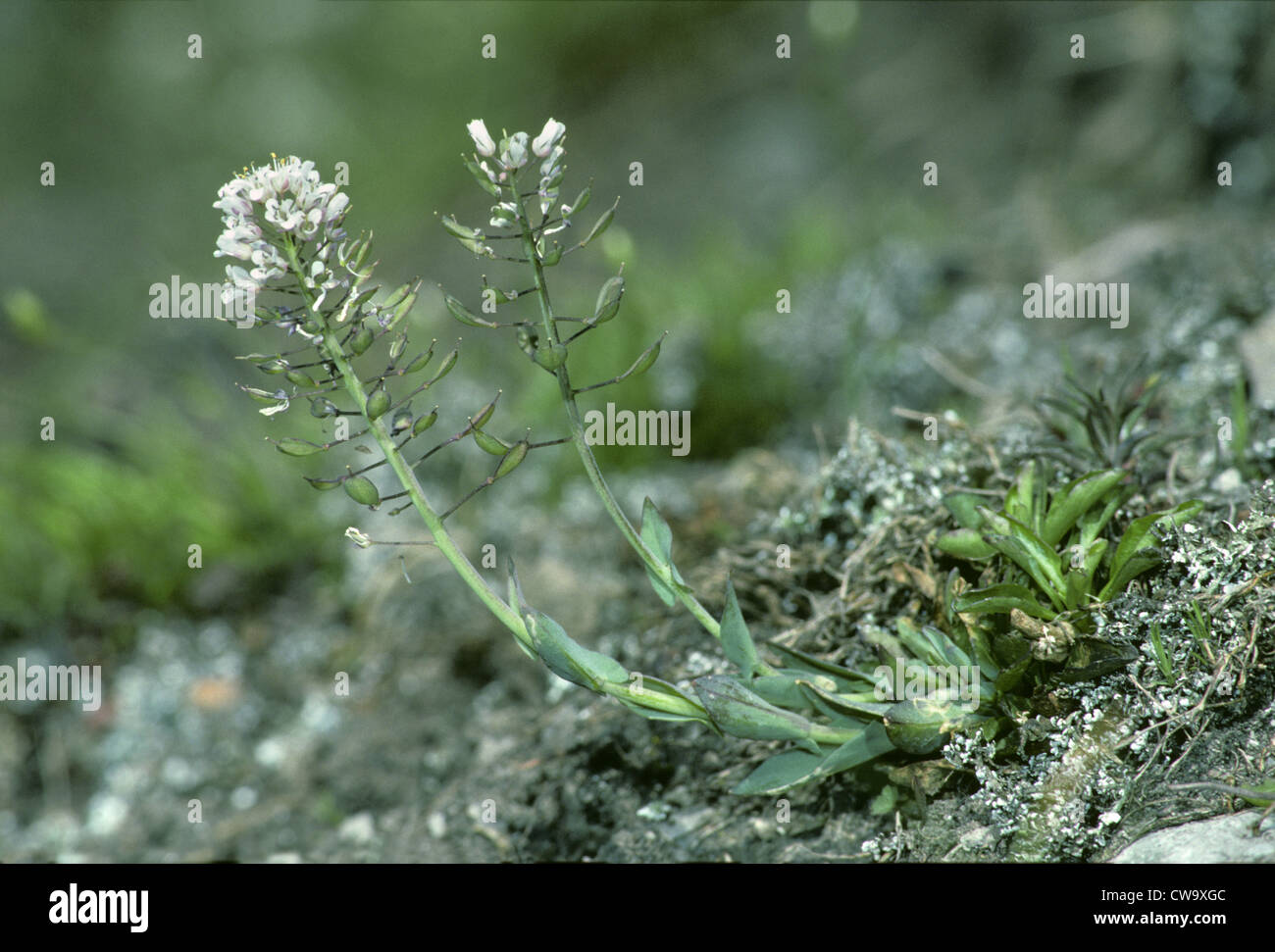 Alpine Pennycress (Thlaspi caerulescens) Stock Photo