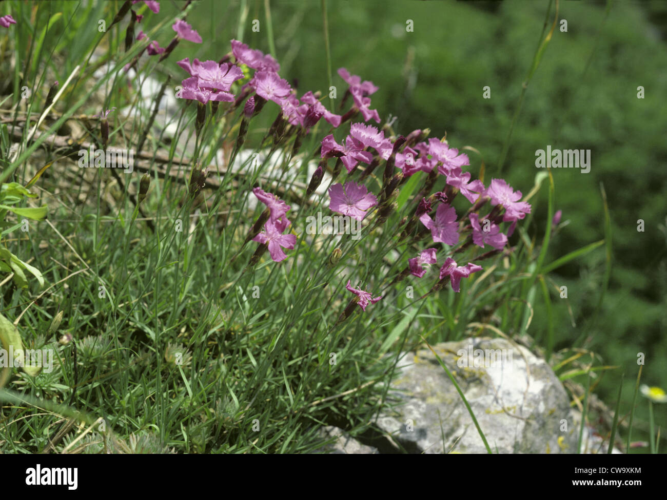 Cheddar Pink (Dianthus gratianopolitanus) Stock Photo