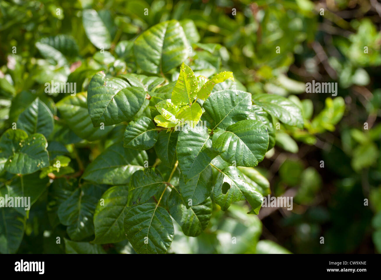 Poison Ivy - Toxicodendron radicans Stock Photo