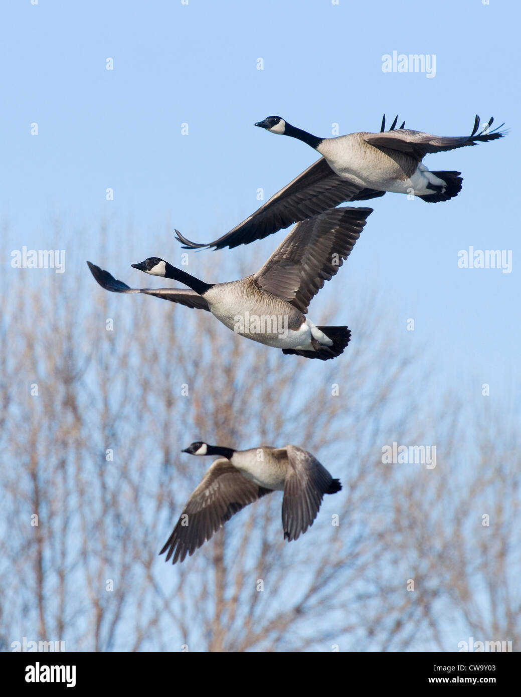 canada goose brandon mb canada goose brandon mb