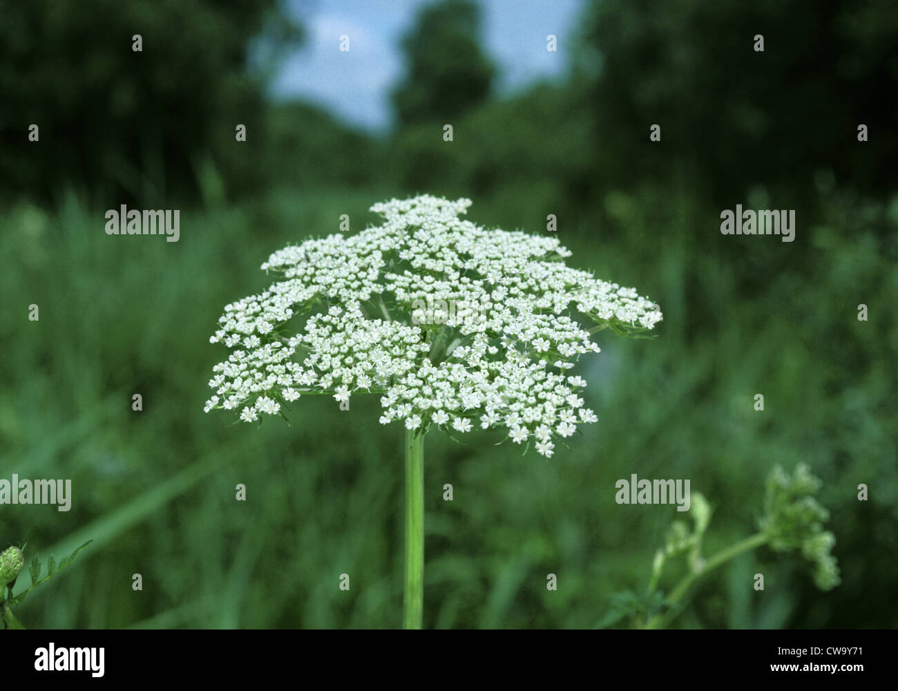 Milk-parsley (Peucedanum palustre) Stock Photo
