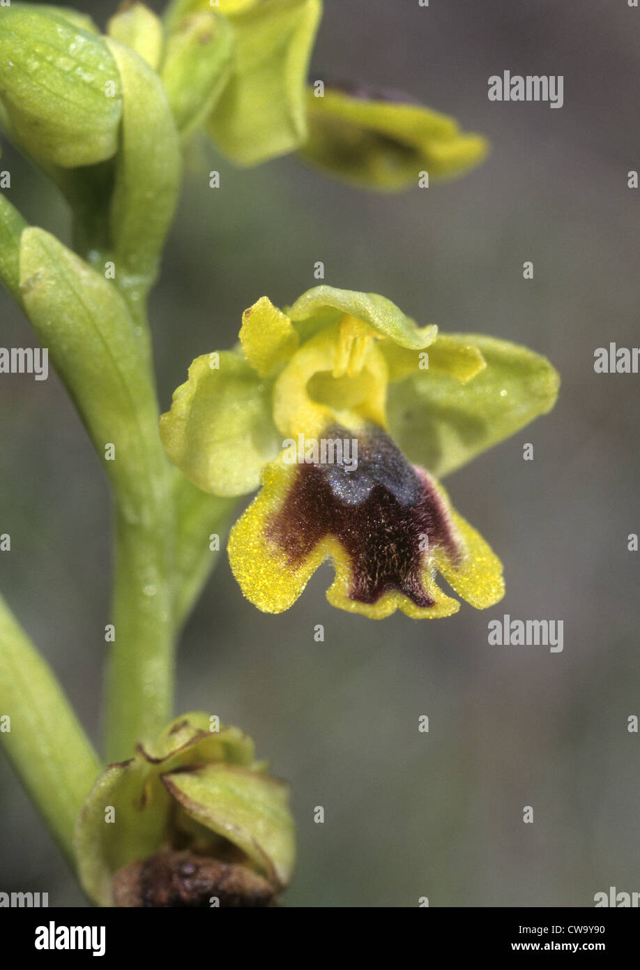 Eastern Yellow Bee Orchid Ophrys sicula Stock Photo