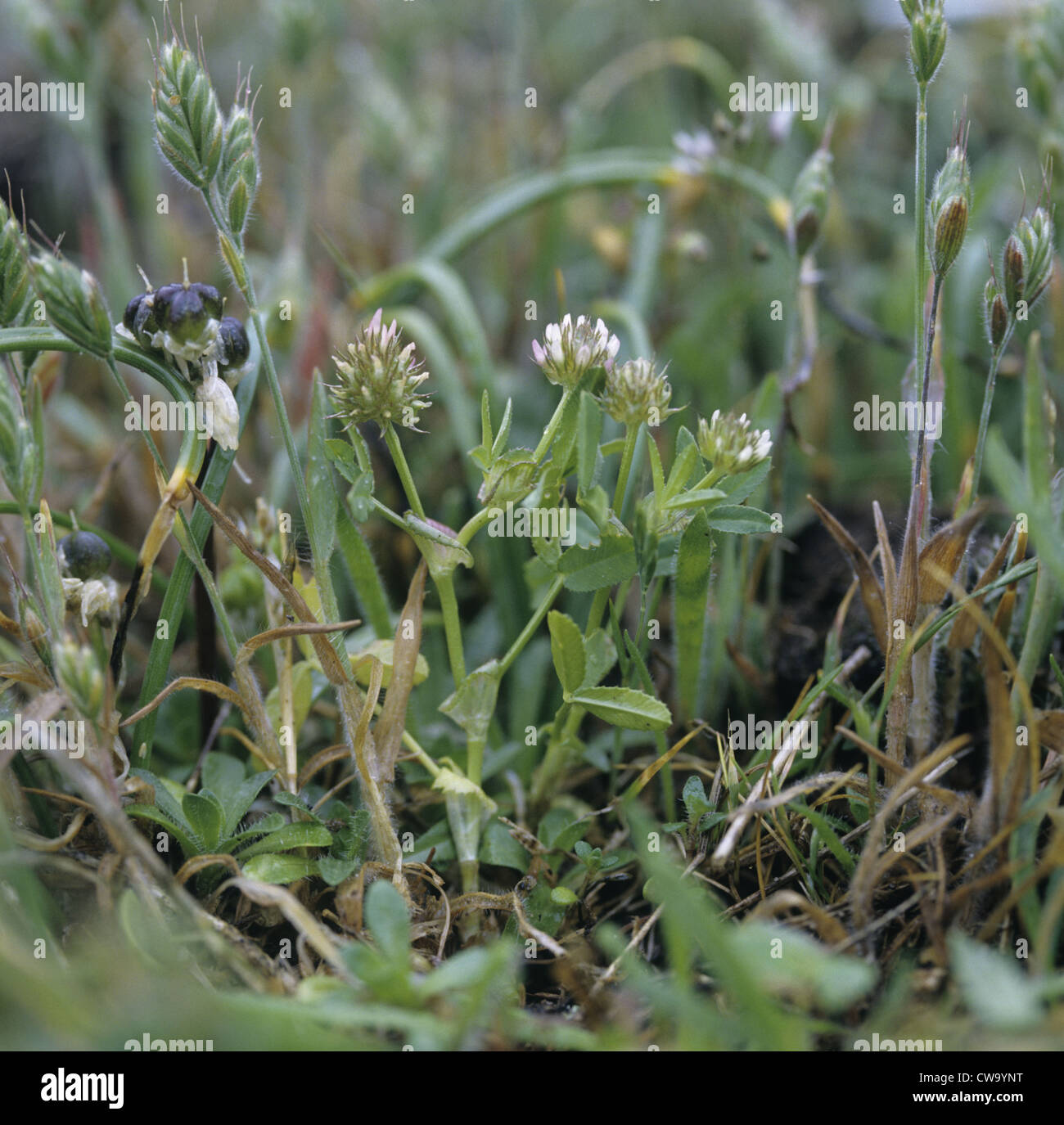 UPRIGHT CLOVER (Trifolium strictum) Stock Photo