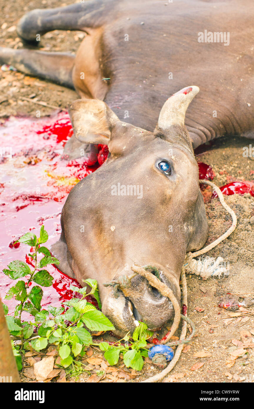 cow throat was cut as animal sacrifice during hari raya haji Stock Photo