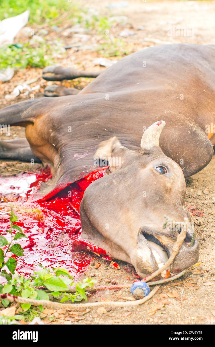 cow throat was cut as animal sacrifice during hari raya haji Stock Photo