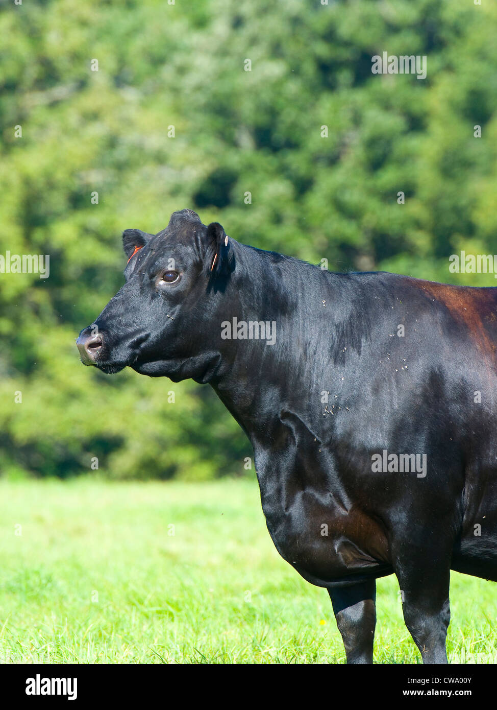 Black Angus Cow Stock Photo Alamy