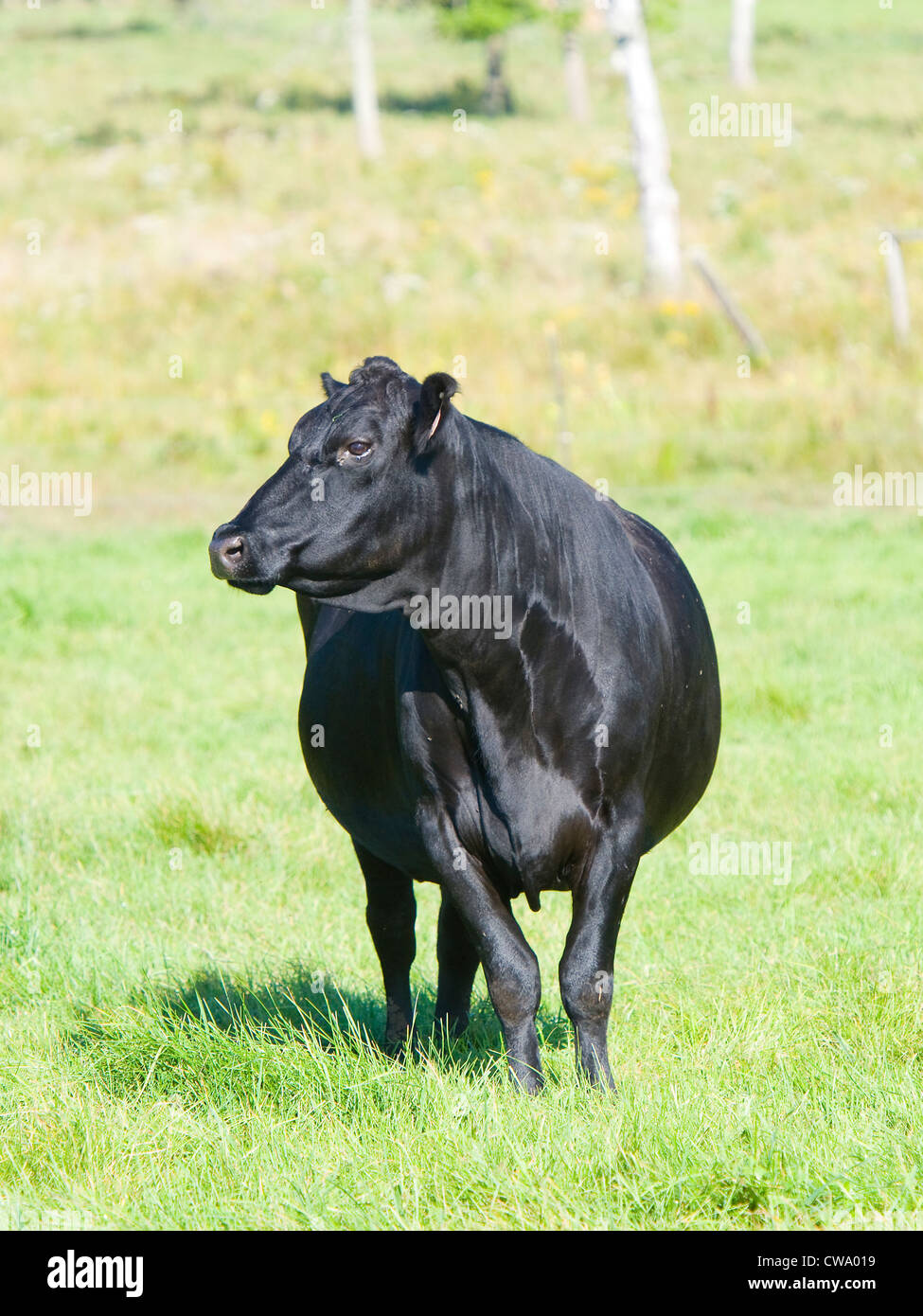 Black Angus Cow Stock Photo - Alamy