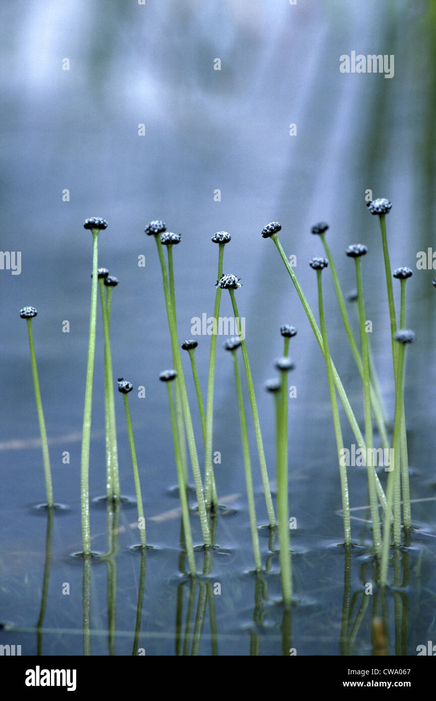 Pipewort Eriocaulon aquaticum Stock Photo