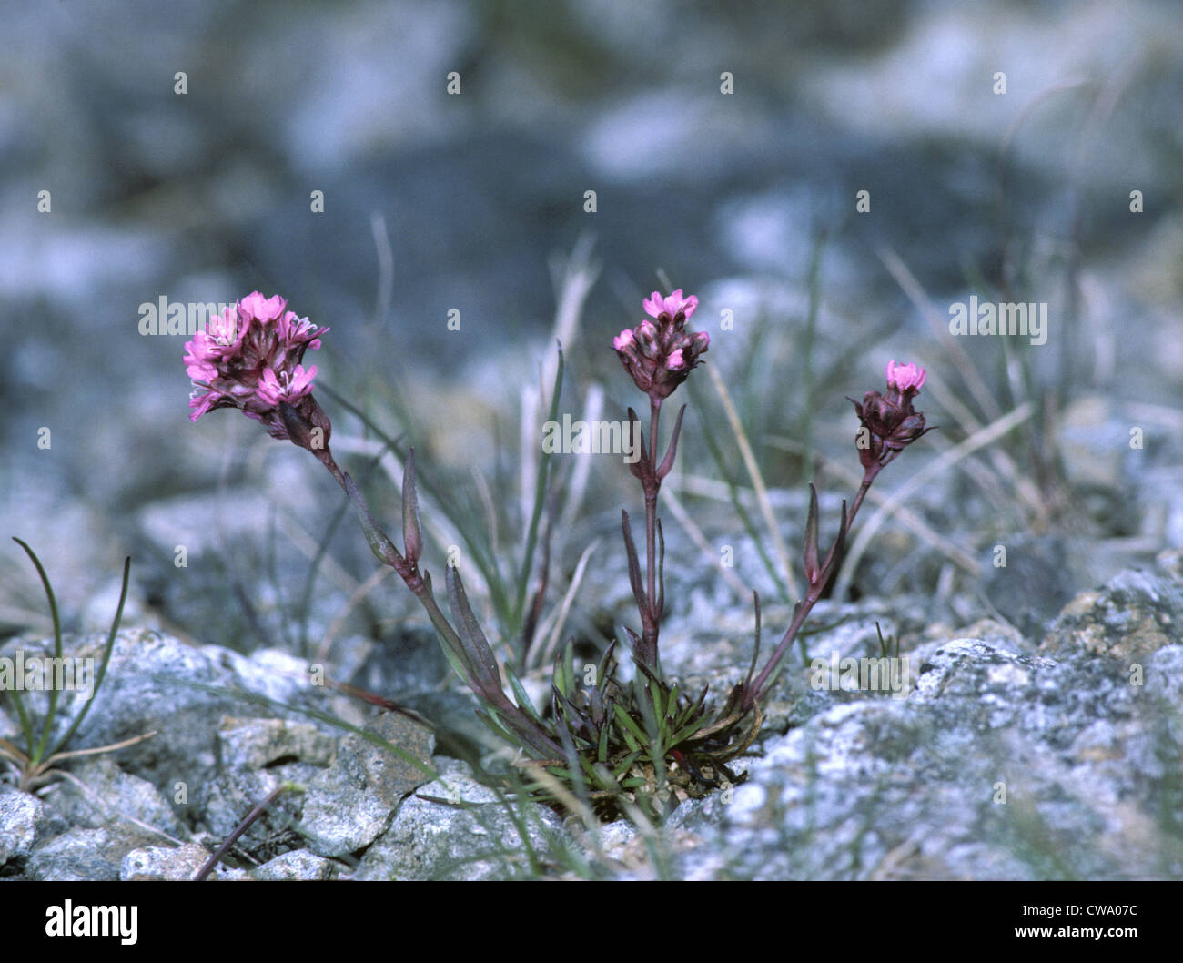Alpine Catchfly Lychnis alpina Stock Photo