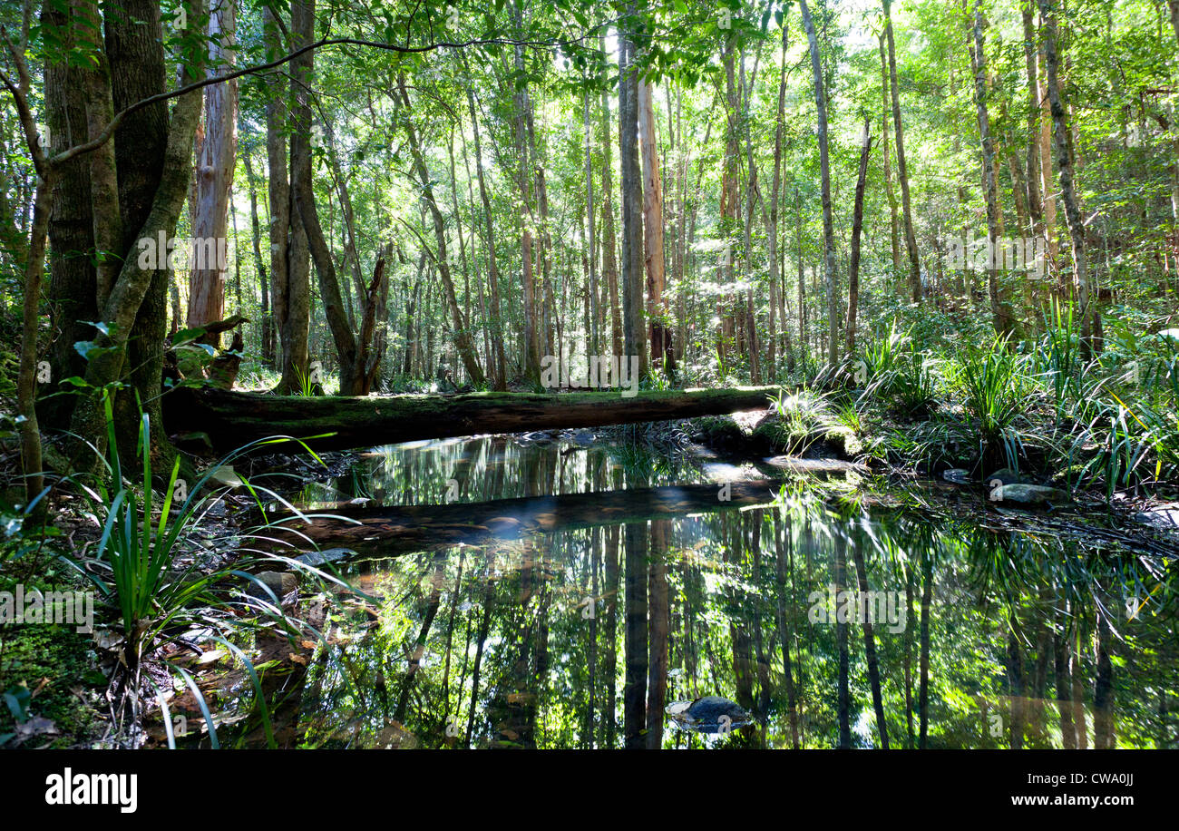 Sunny creek in temperate rainforest, Barrington Tops National Park, NSW, Australia Stock Photo