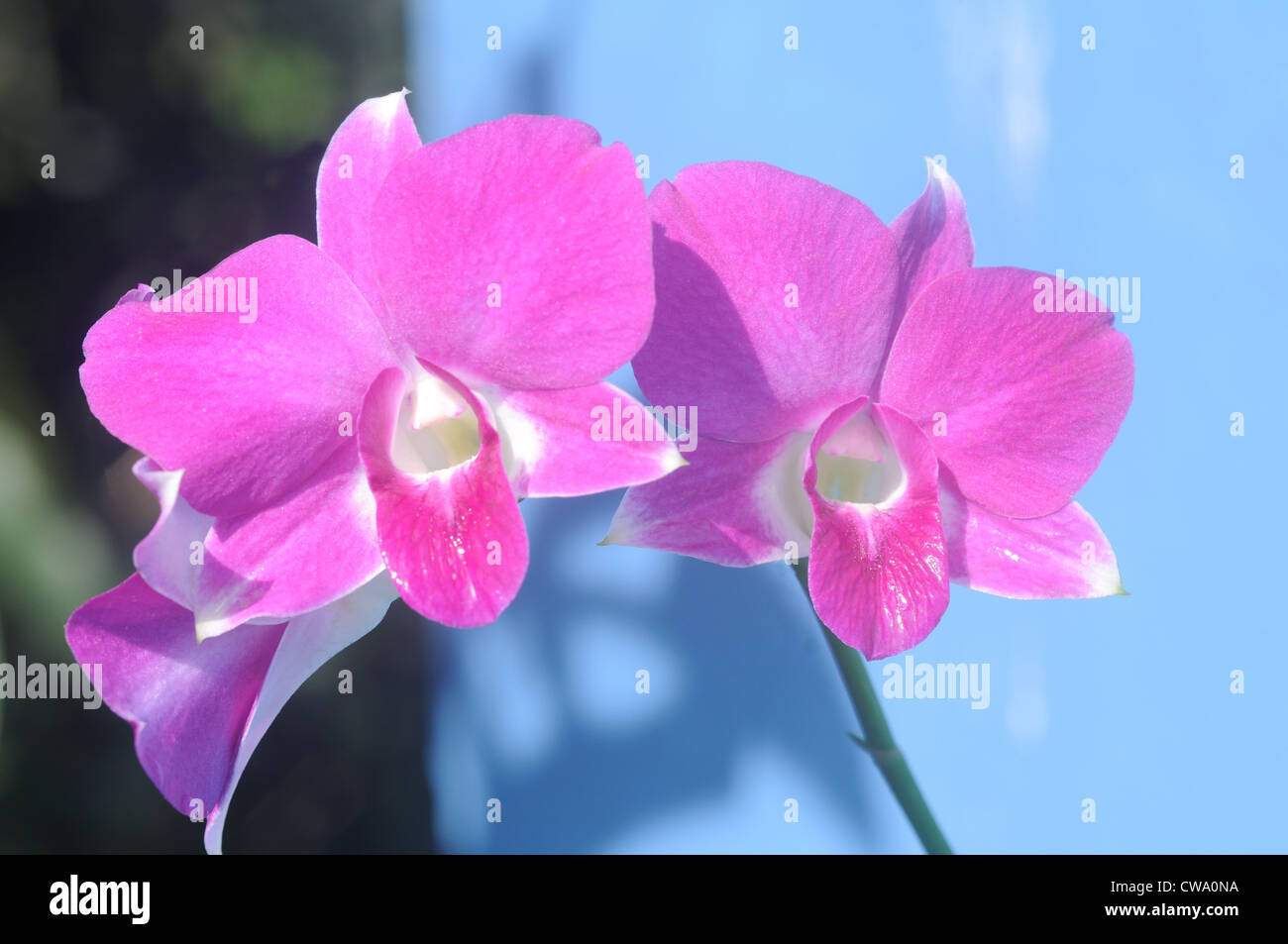 Dendrobium is an orchid’s species. These orchids grow quickly