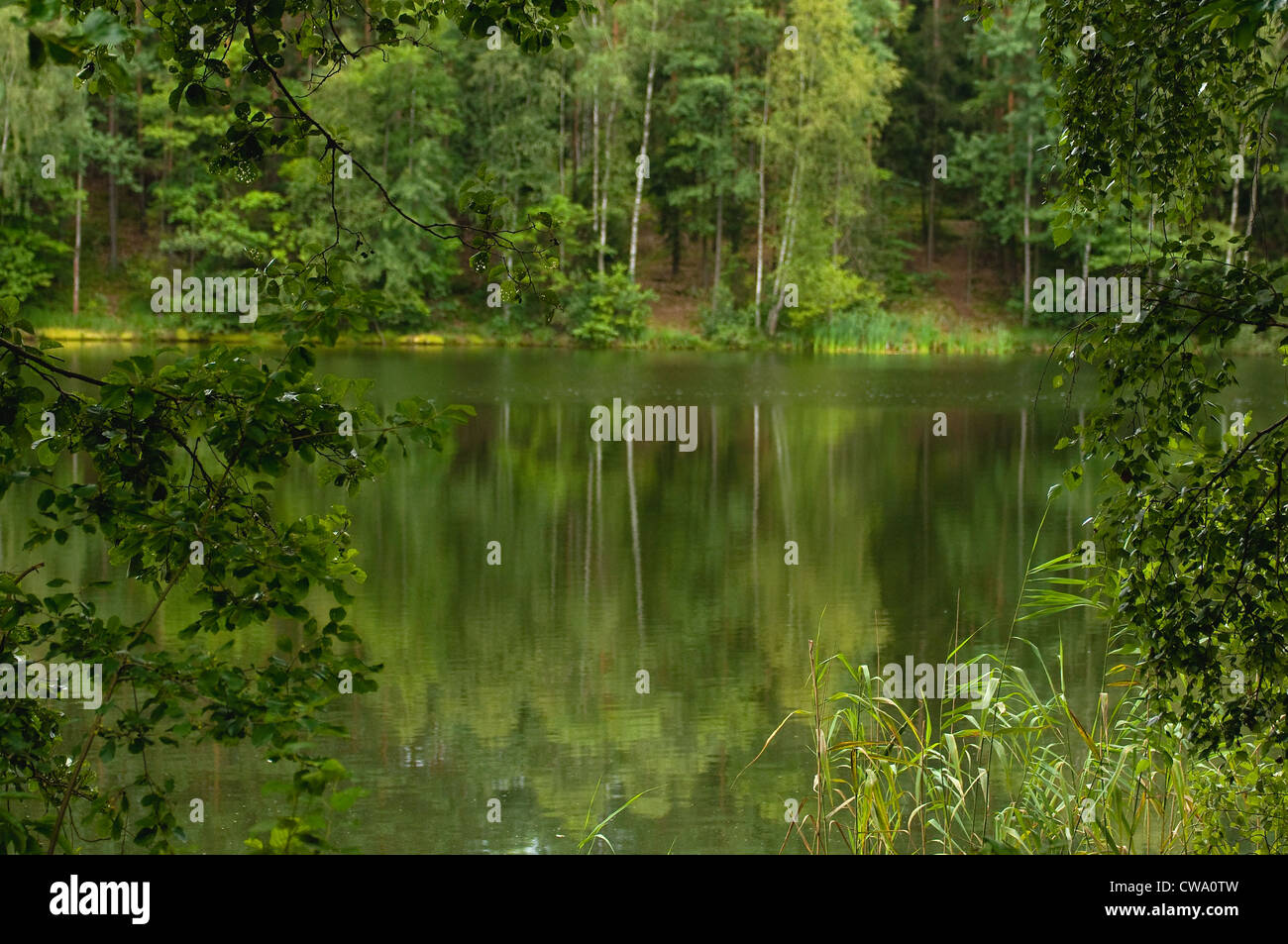 Lake and forest Stock Photo - Alamy