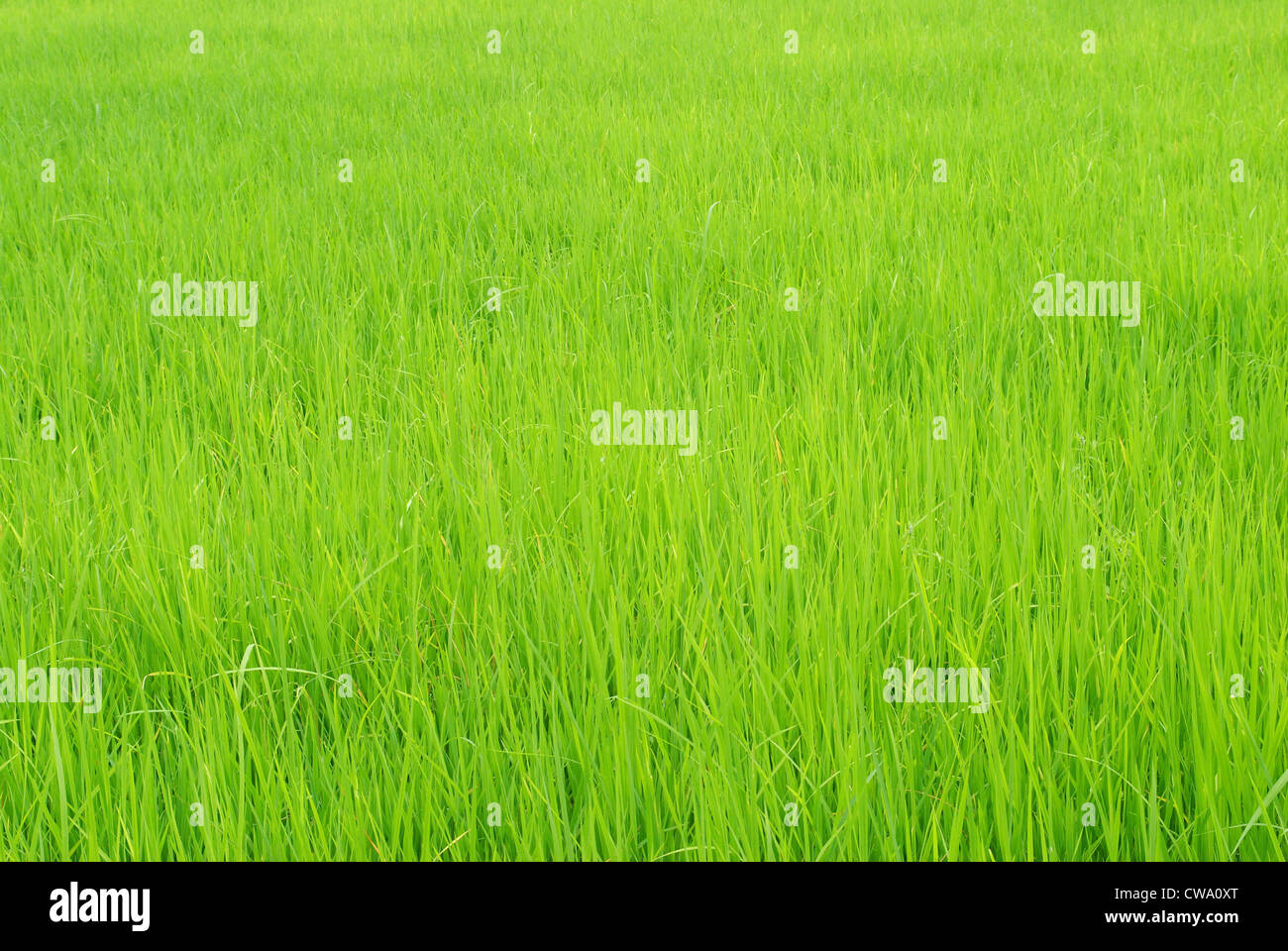 Green rice fields in Northern Highlands of Thailand Stock Photo - Alamy