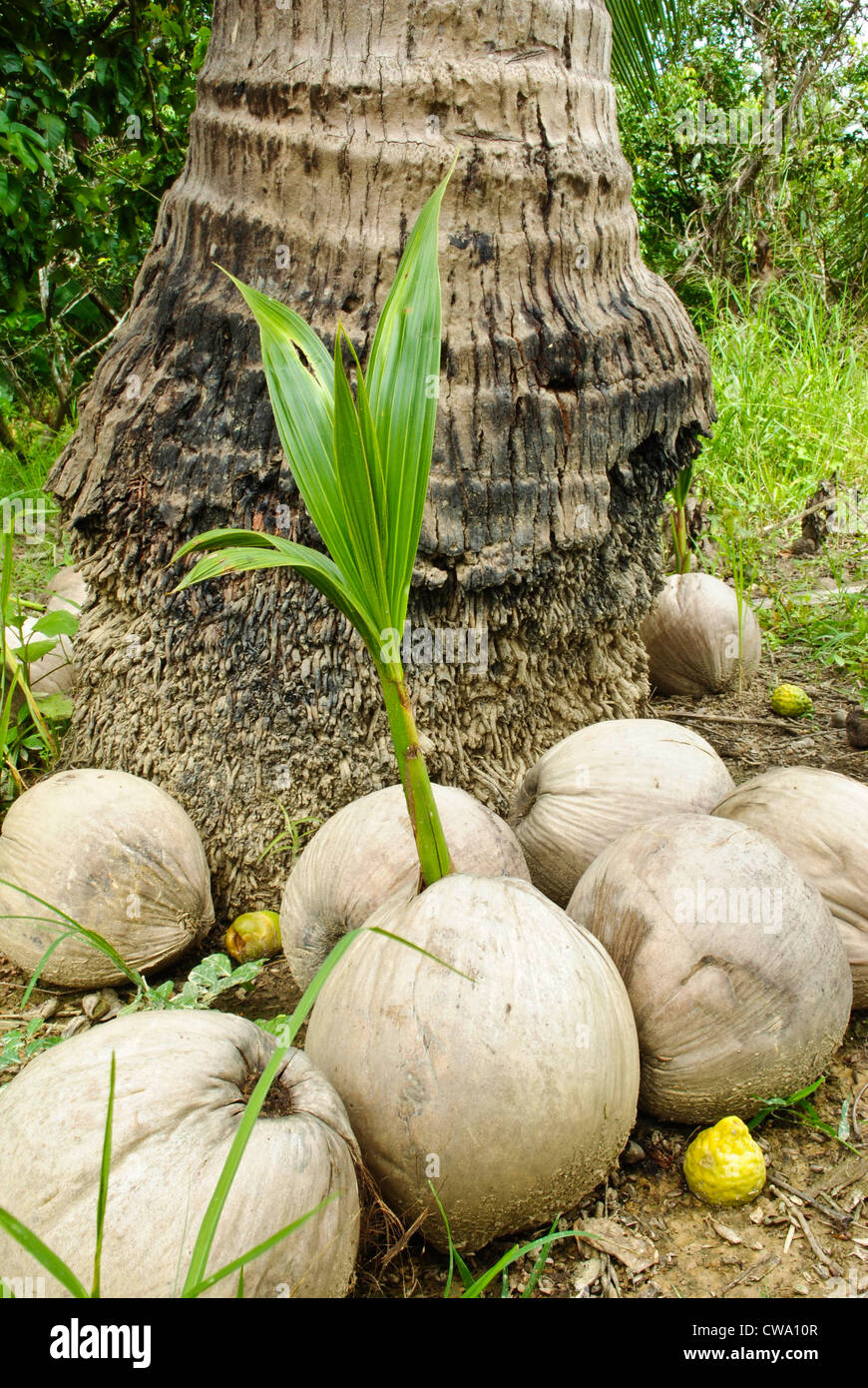 Coconut sprout hires stock photography and images Alamy