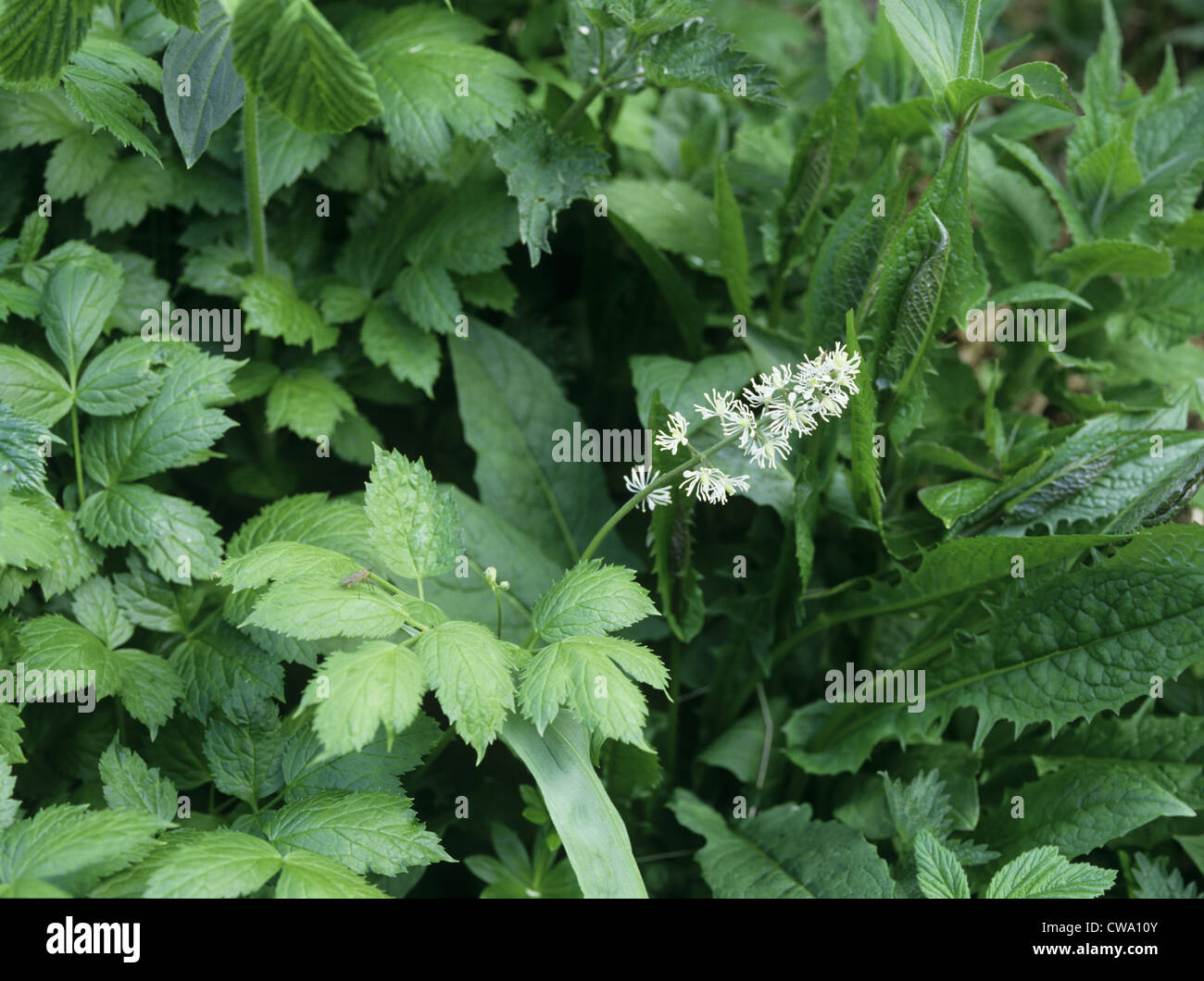 BANEBERRY Actaea spicata (Ranunculaceae) Stock Photo
