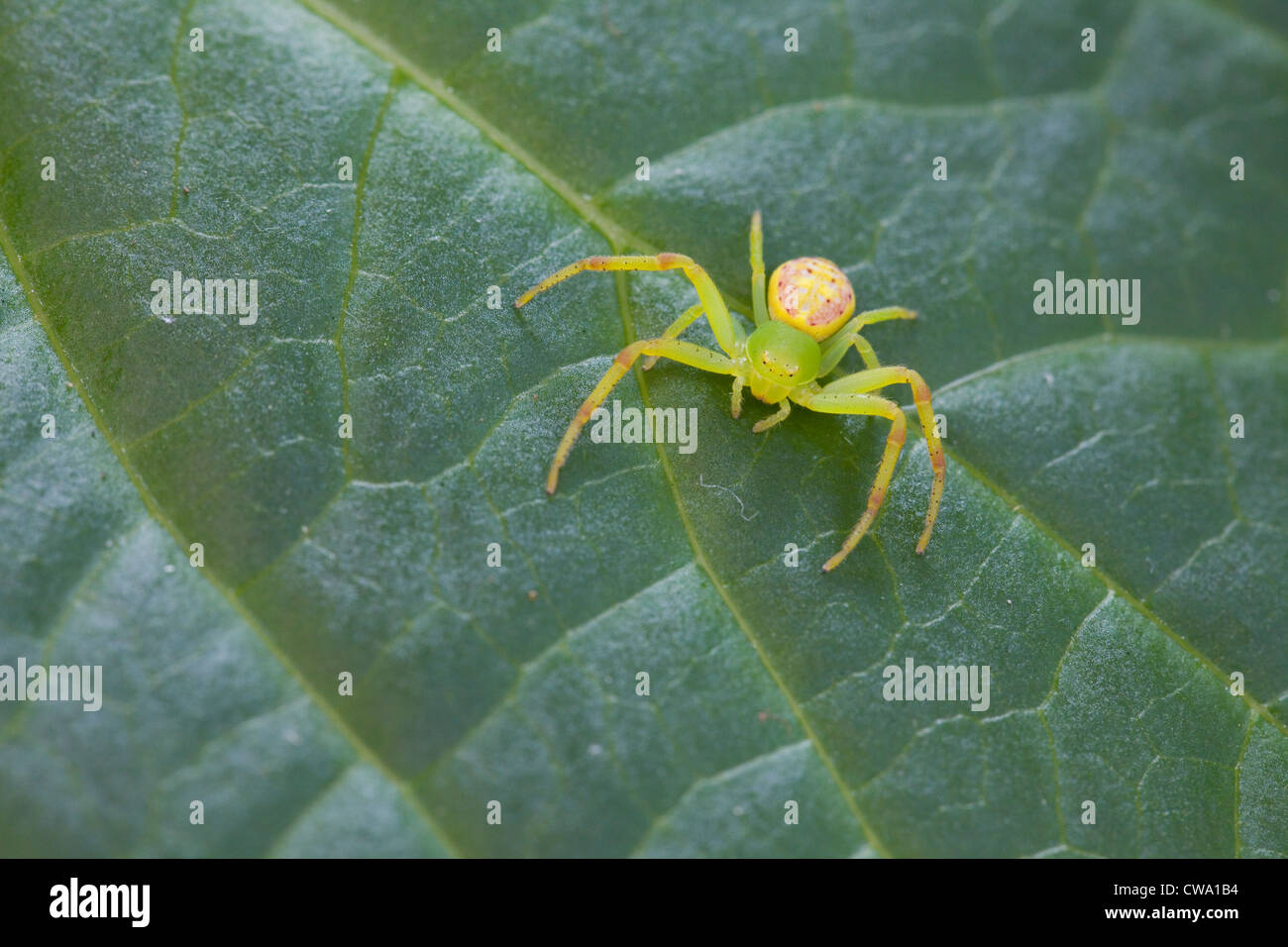 Green Flower Spider, or crab spider, Diaea evanida, Sydney, Australia Stock Photo