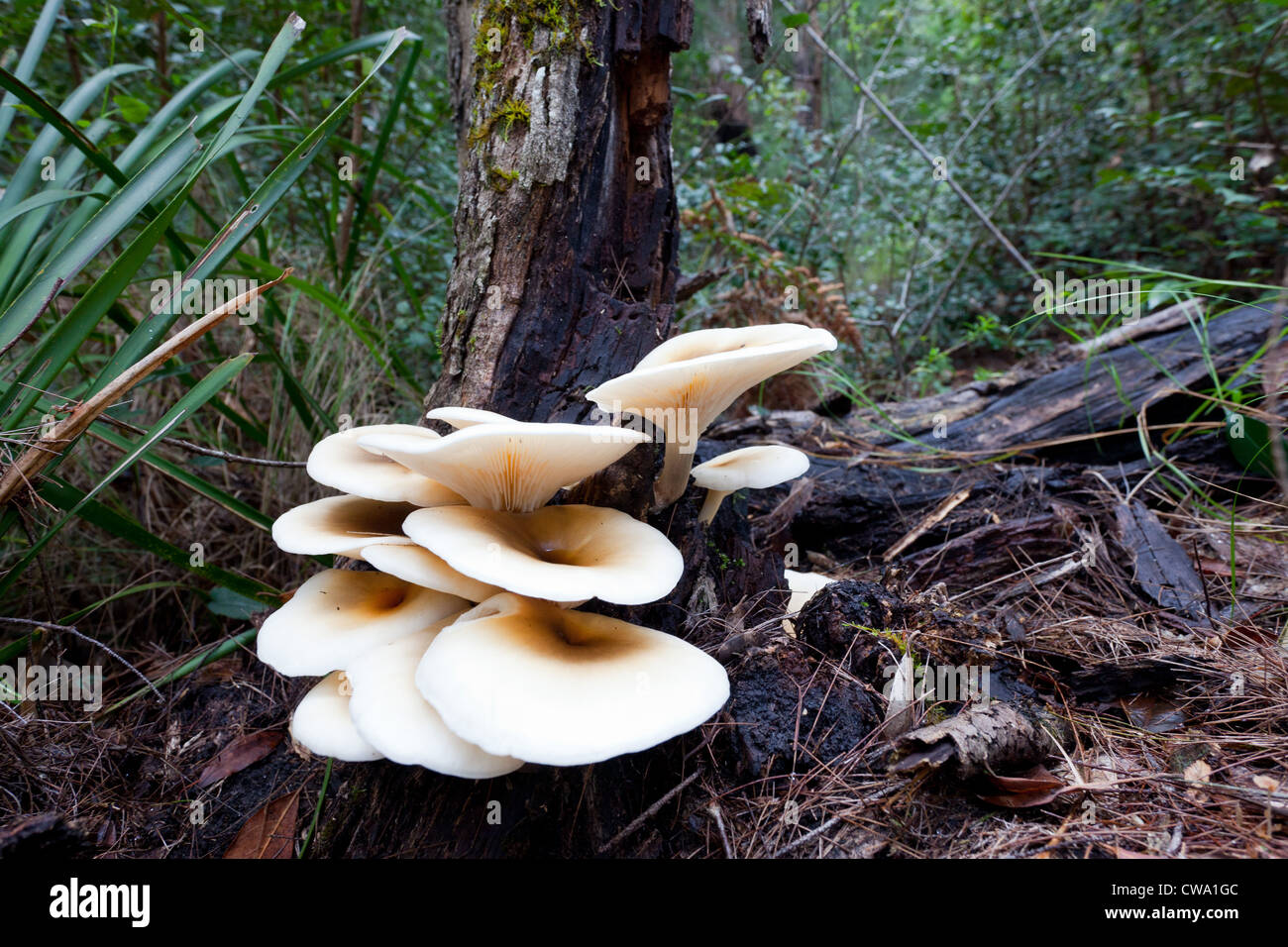 Fungi growing on the floor of a temperate rainforest, Dharug National