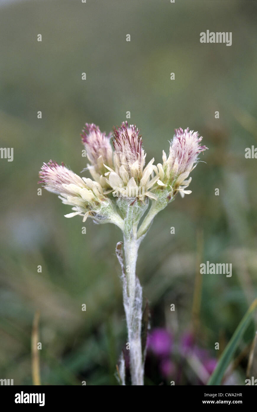 MOUNTAIN EVERLASTING Antennaria dioica (Asteraceae) Stock Photo