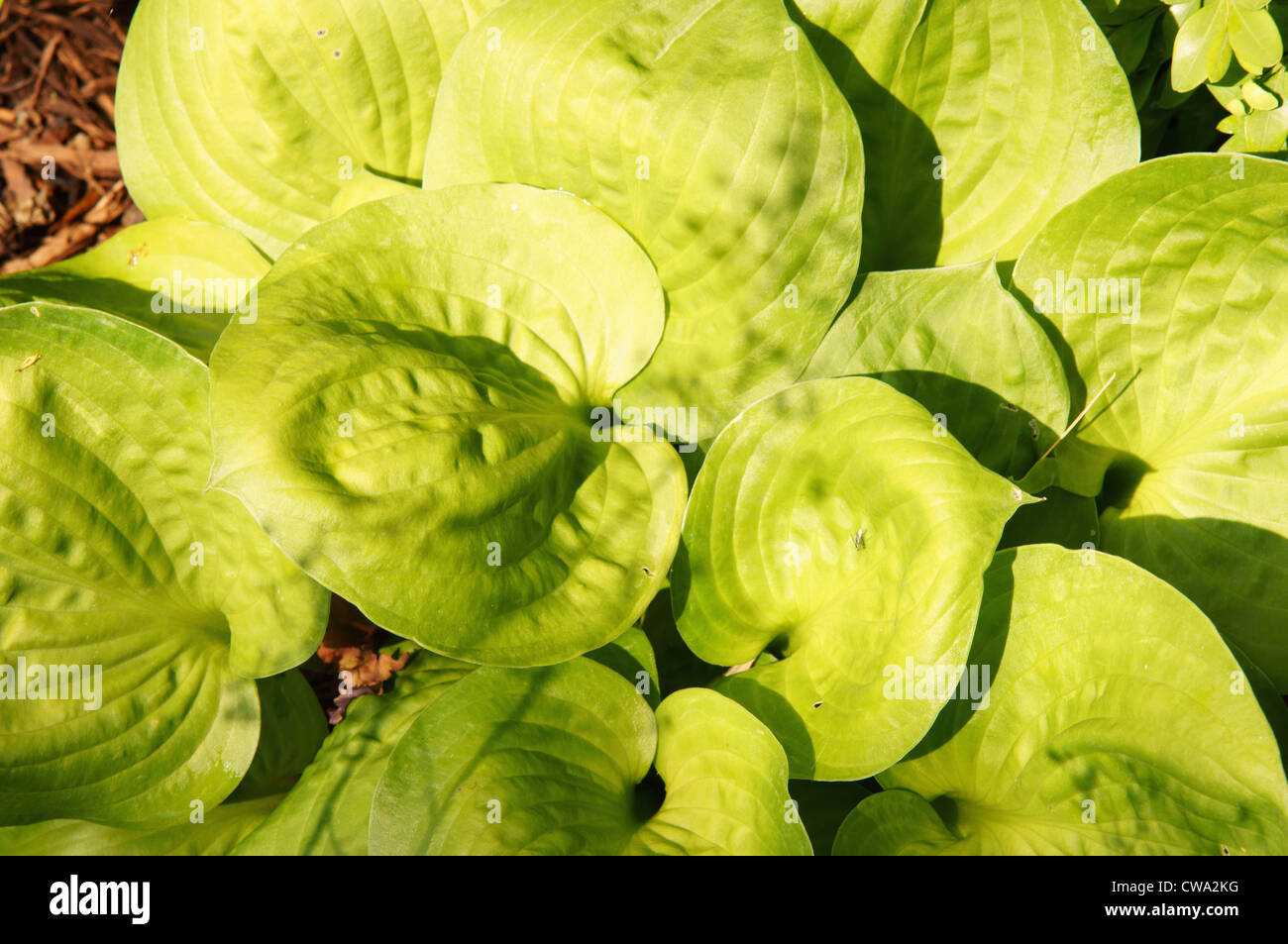 Communal plot hires stock photography and images Alamy