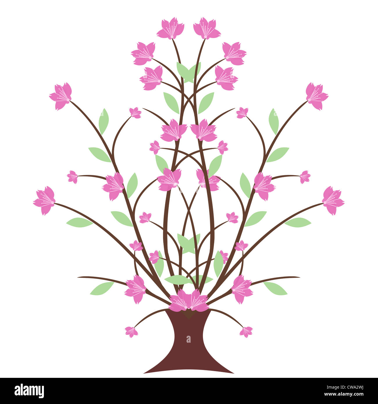 Beautiful cherry blossom isolated on white background Stock Photo - Alamy