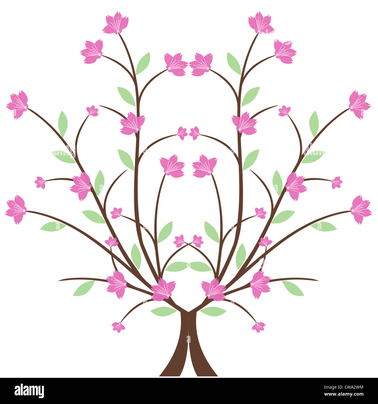Beautiful cherry blossom isolated on white background Stock Photo - Alamy