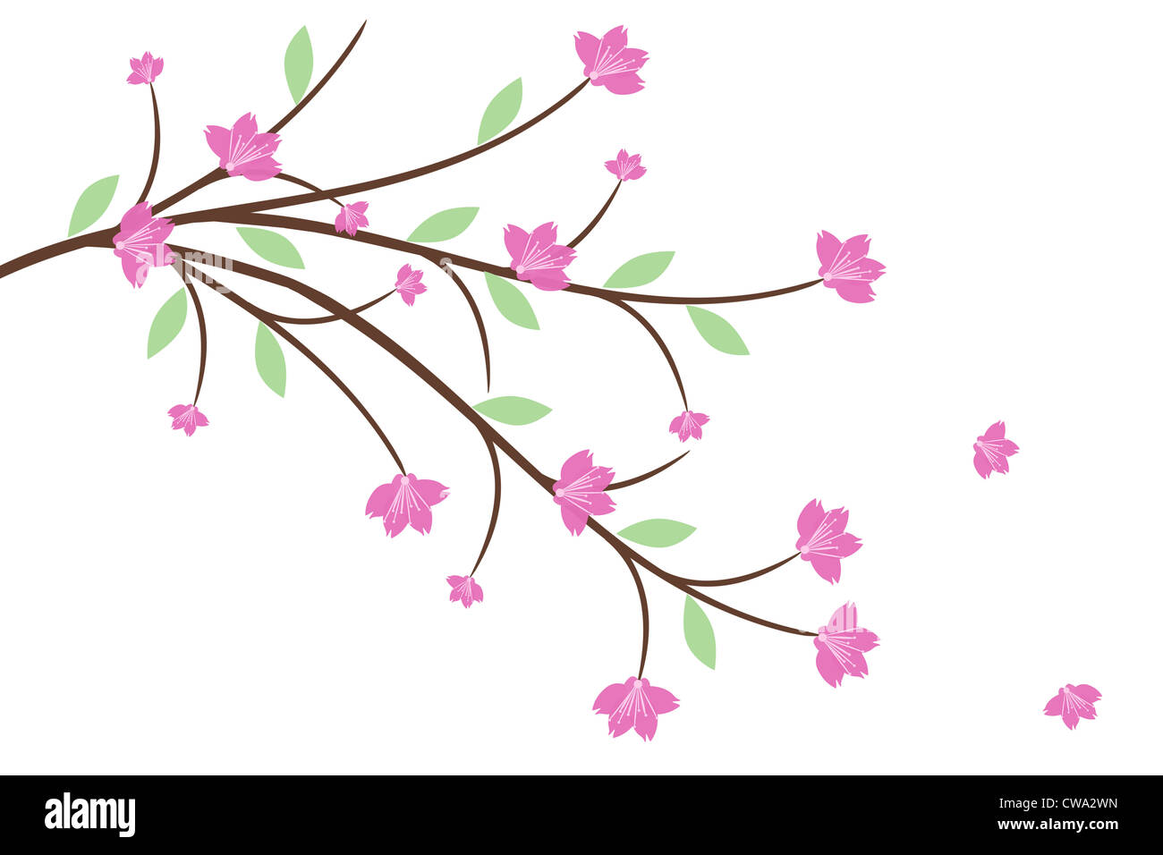Beautiful cherry blossom isolated on white background Stock Photo - Alamy