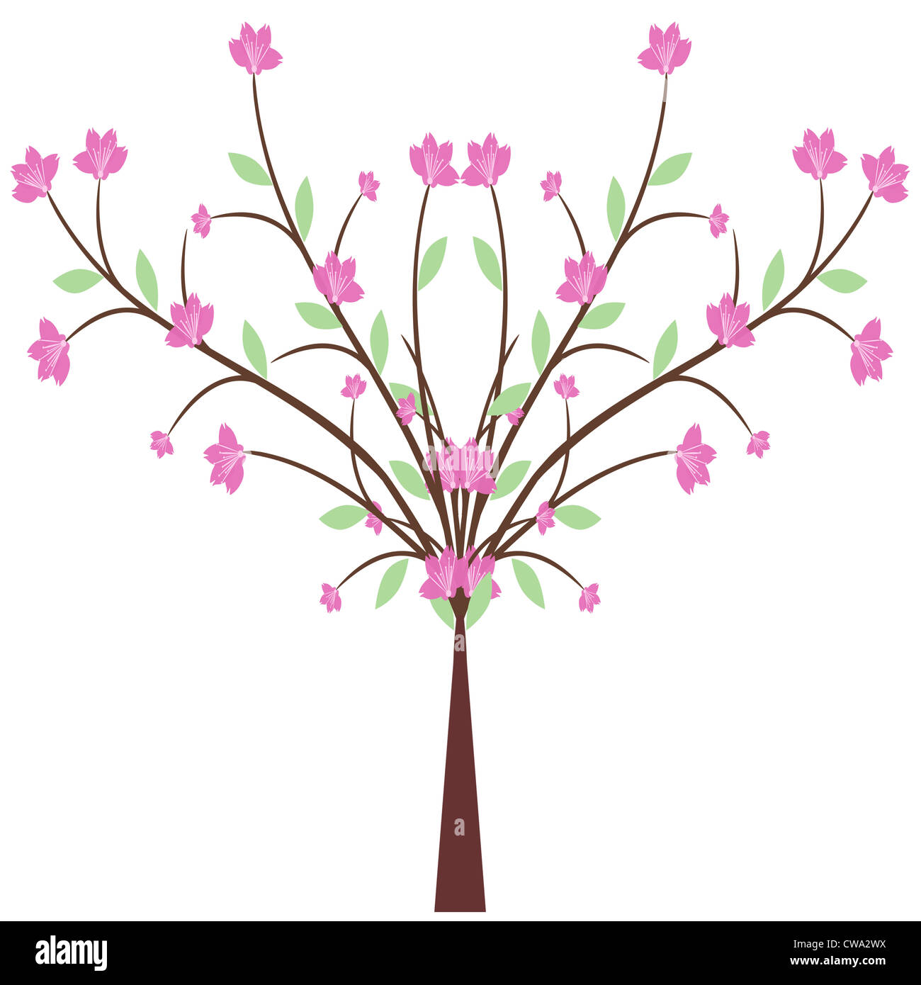 Beautiful cherry blossom isolated on white background Stock Photo - Alamy