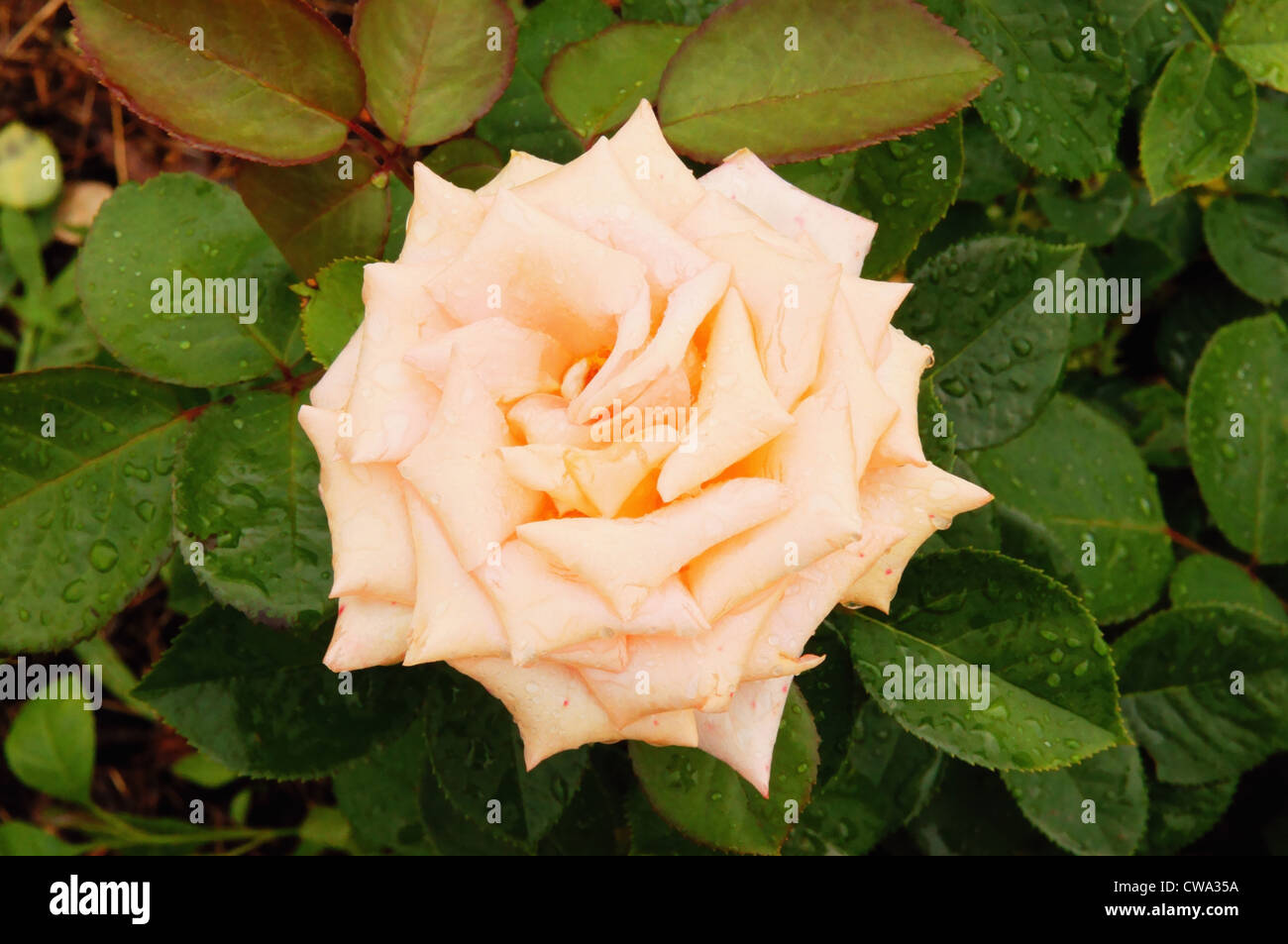 rose lake harriet garden charm beauty minneapolis minnesota mn roses