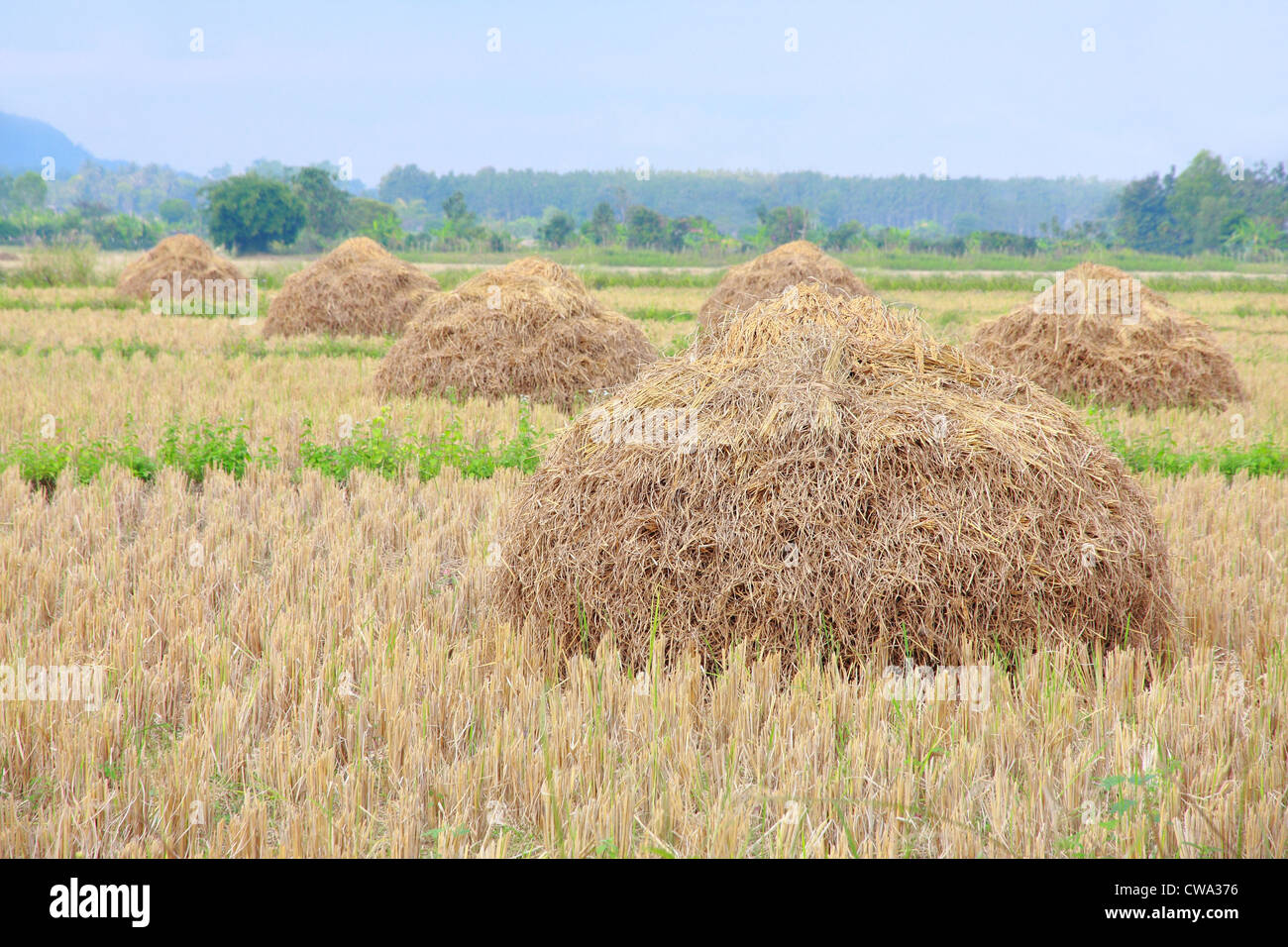row heap straw on field Stock Photo Alamy