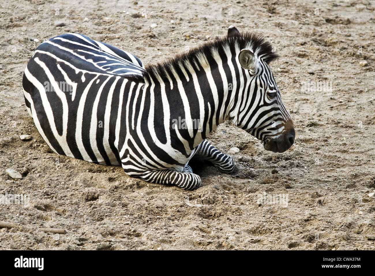 Zebra or Equus quagga resting on sand Stock Photo