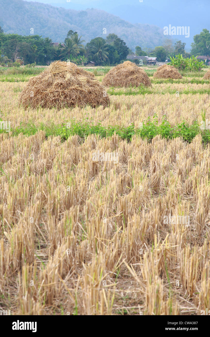 Rice straw pile hi-res stock photography and images - Alamy