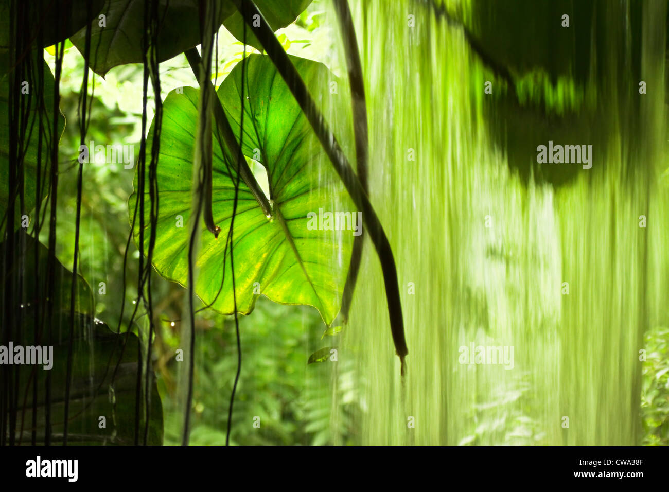 Jungle view with falling water, big leaves and trees - horizontal Stock Photo