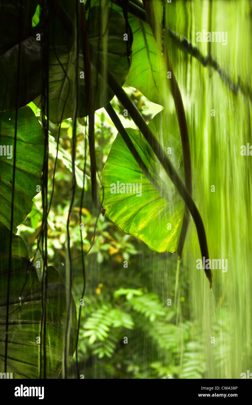 Jungle view with falling water, big leaves and trees - vertical Stock Photo