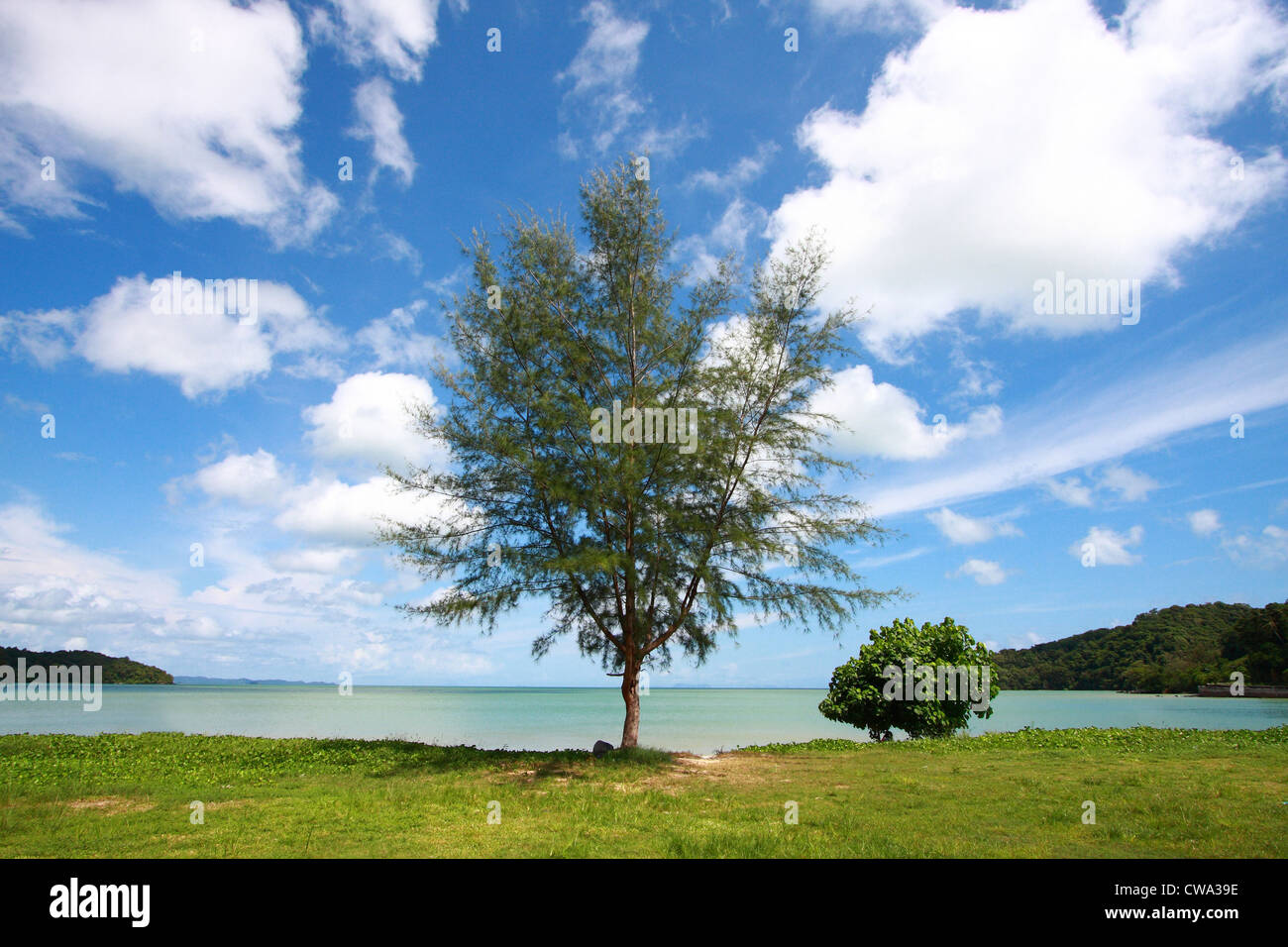 scenics tree with perspective cloud Stock Photo