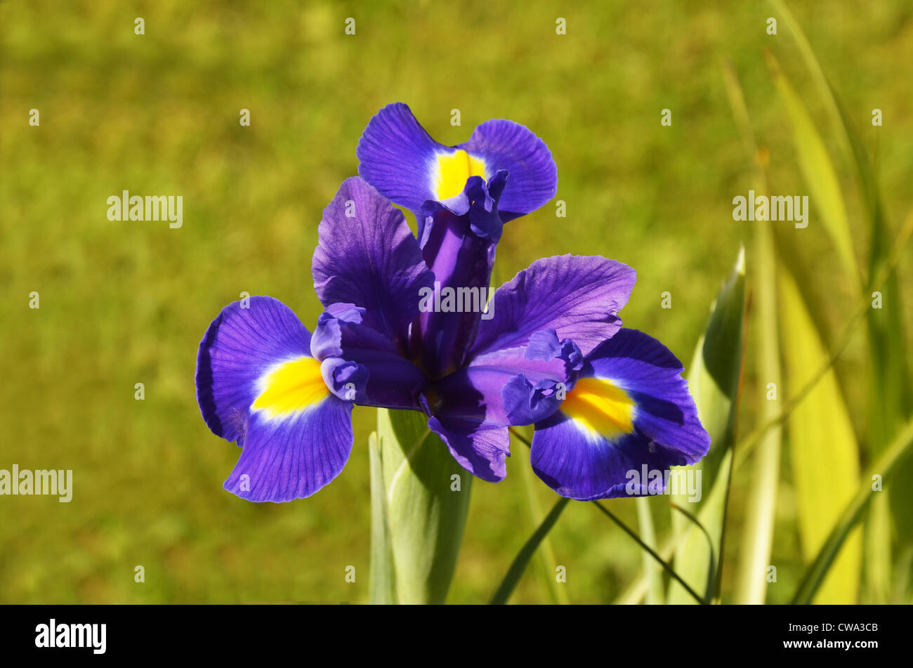 A Flower Of The Iris Family In Full Bloom Stock Photo Alamy