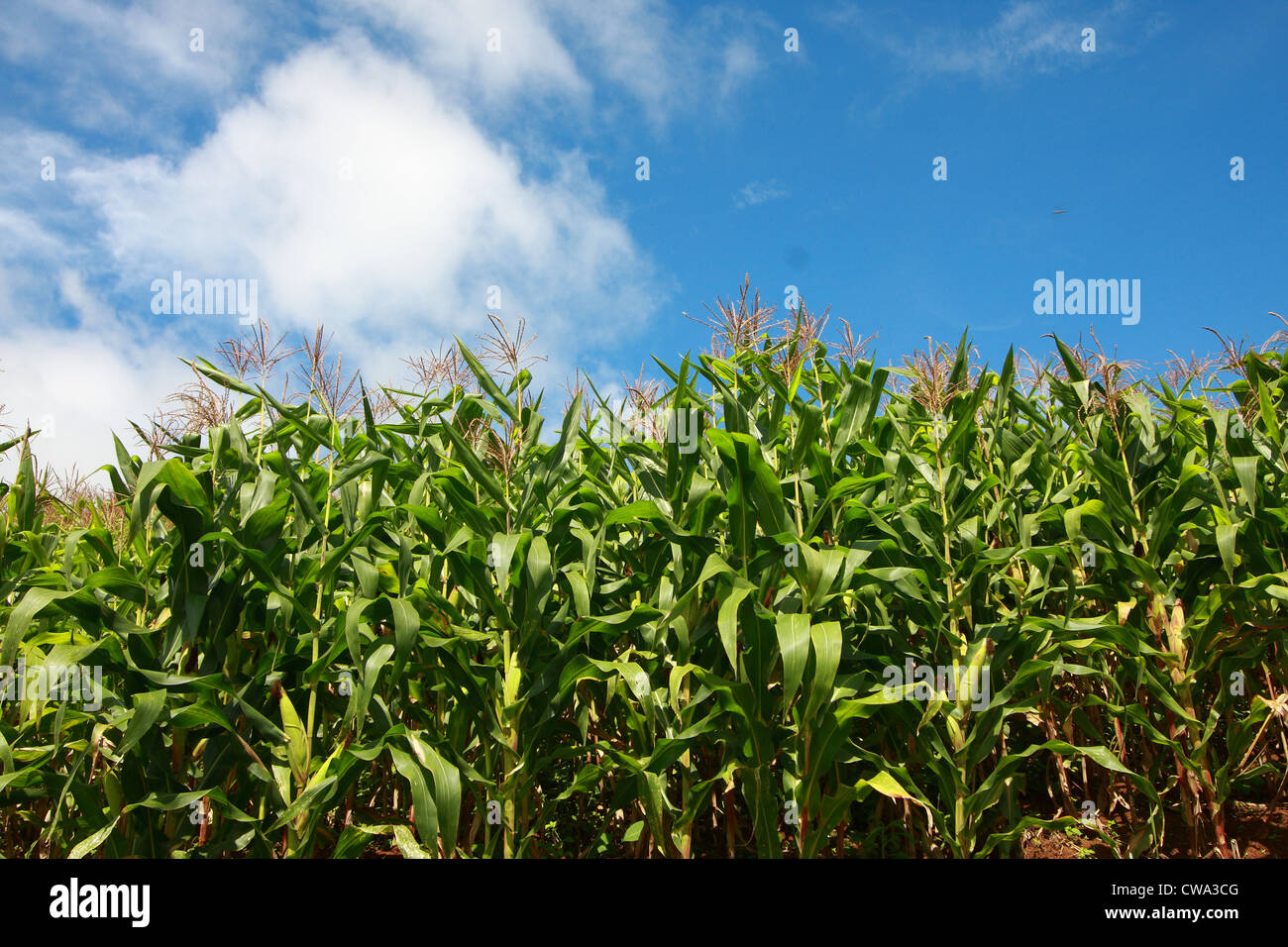 Corn Field Against Blue Sky Stock Photo