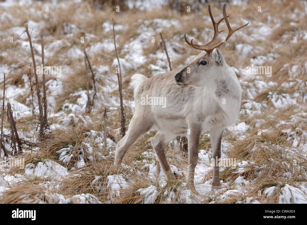 reindeer, (Rangifer tarandus) in Finnish taiga Stock Photo - Alamy