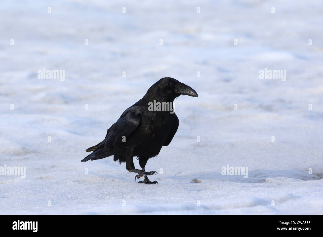 raven, (Corvus corax),over the frozen lake in Karelia Stock Photo