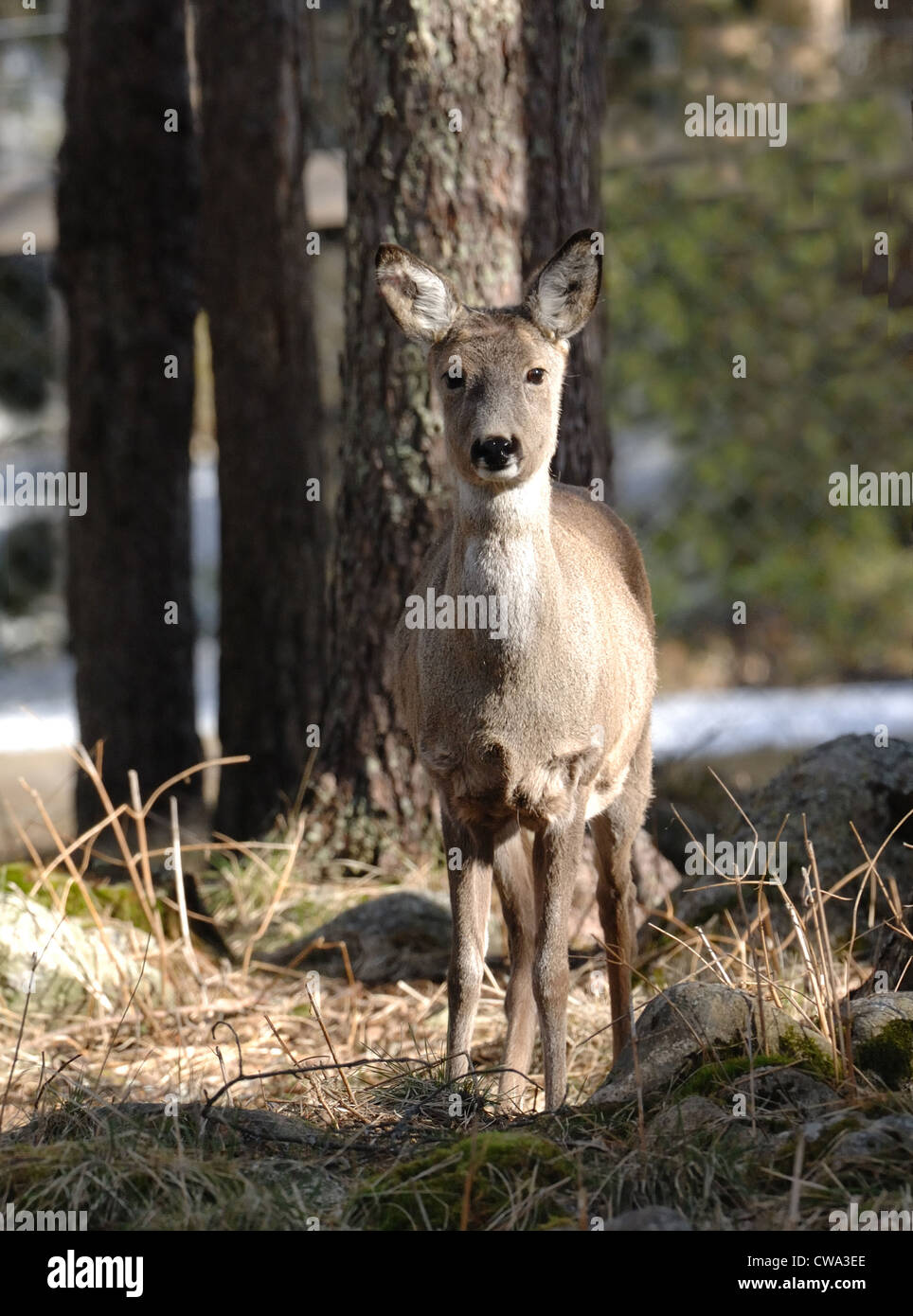 The European Roe Deer in a finnish forest, Finland Stock Photo