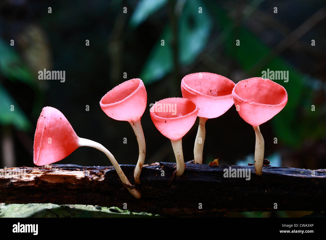 Pink Burn Cup, Fungi Cup mushroom in forest Stock Photo