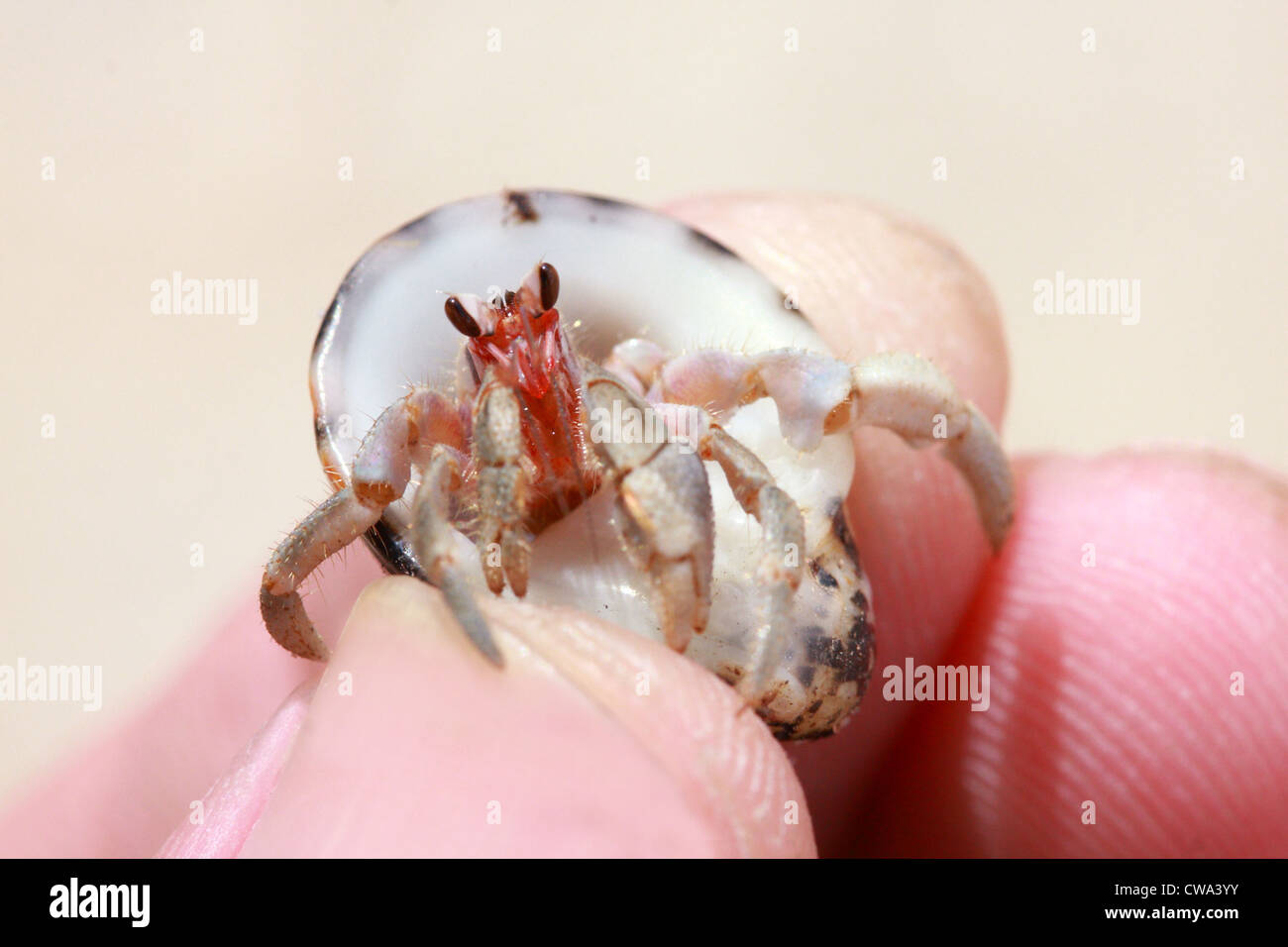 Hermit crab, pagurian on finger human Stock Photo Alamy