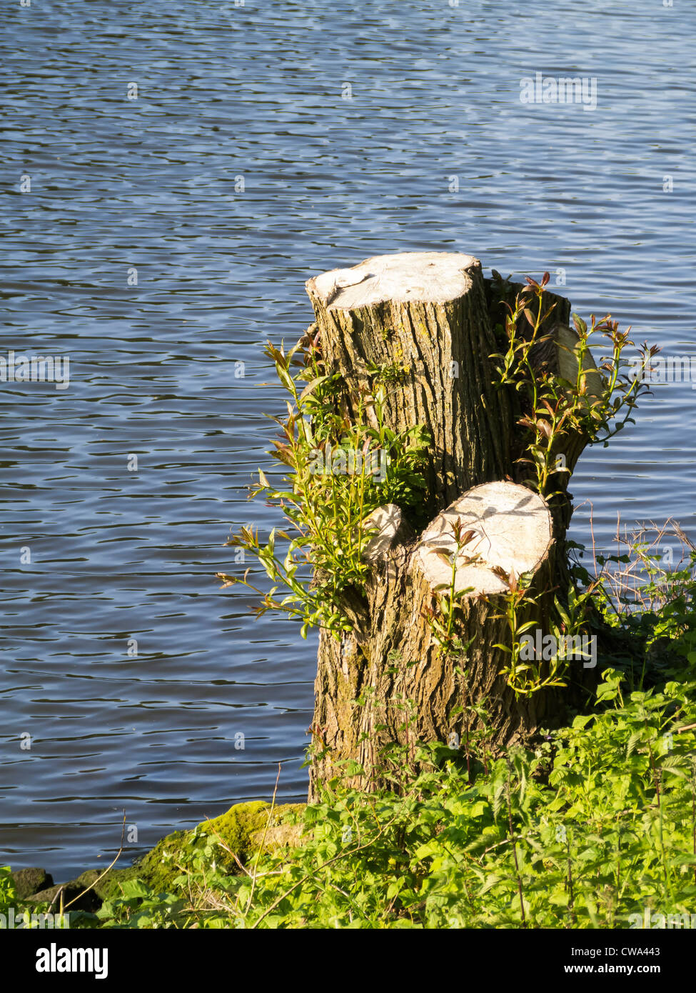 Trimmed tree along river Stock Photo