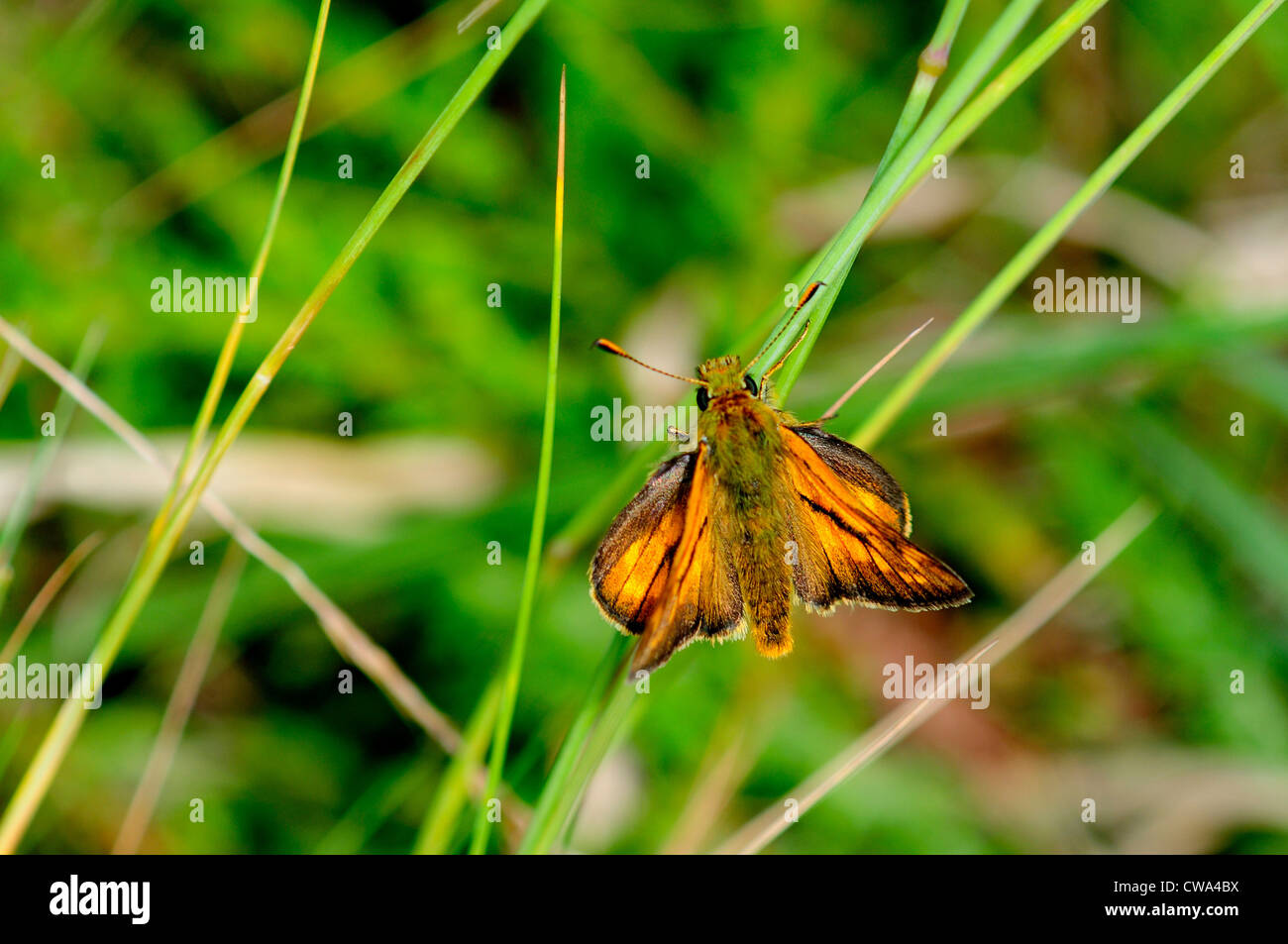 A large skipper butterfly UK Stock Photo