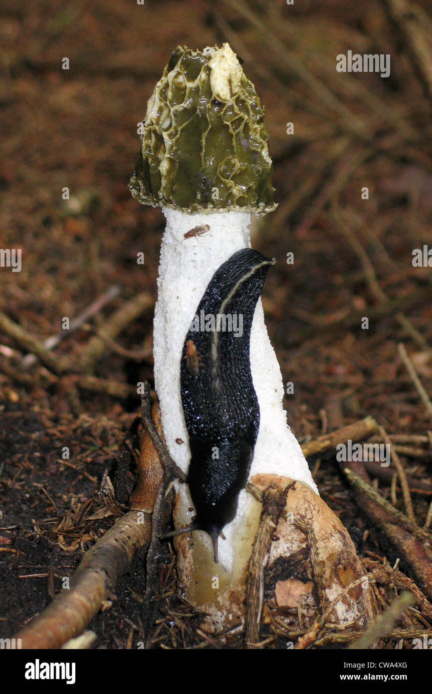 Morel stinkhorn hires stock photography and images Alamy