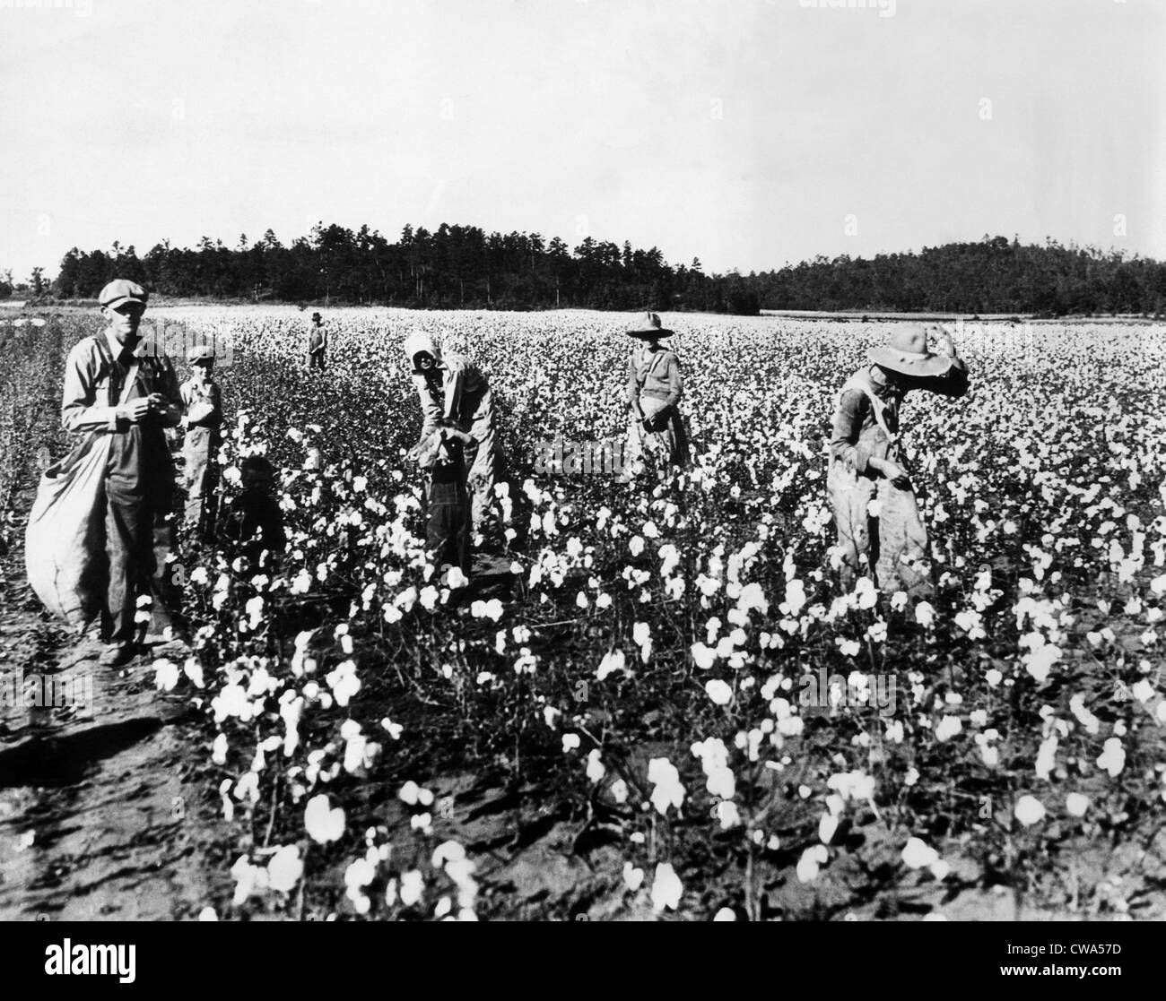 workers-picking-cotton-georgia-1936-courtesy-csu-archiveseverett-collection-CWA57D.jpg