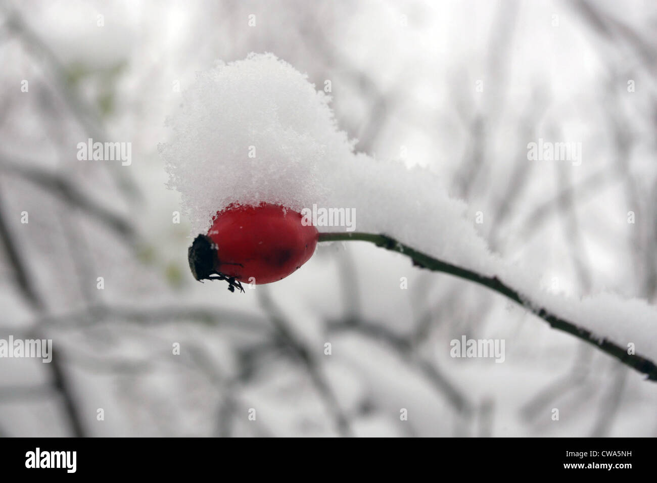 Neuenhagen, snowy fruit- Stock Photo