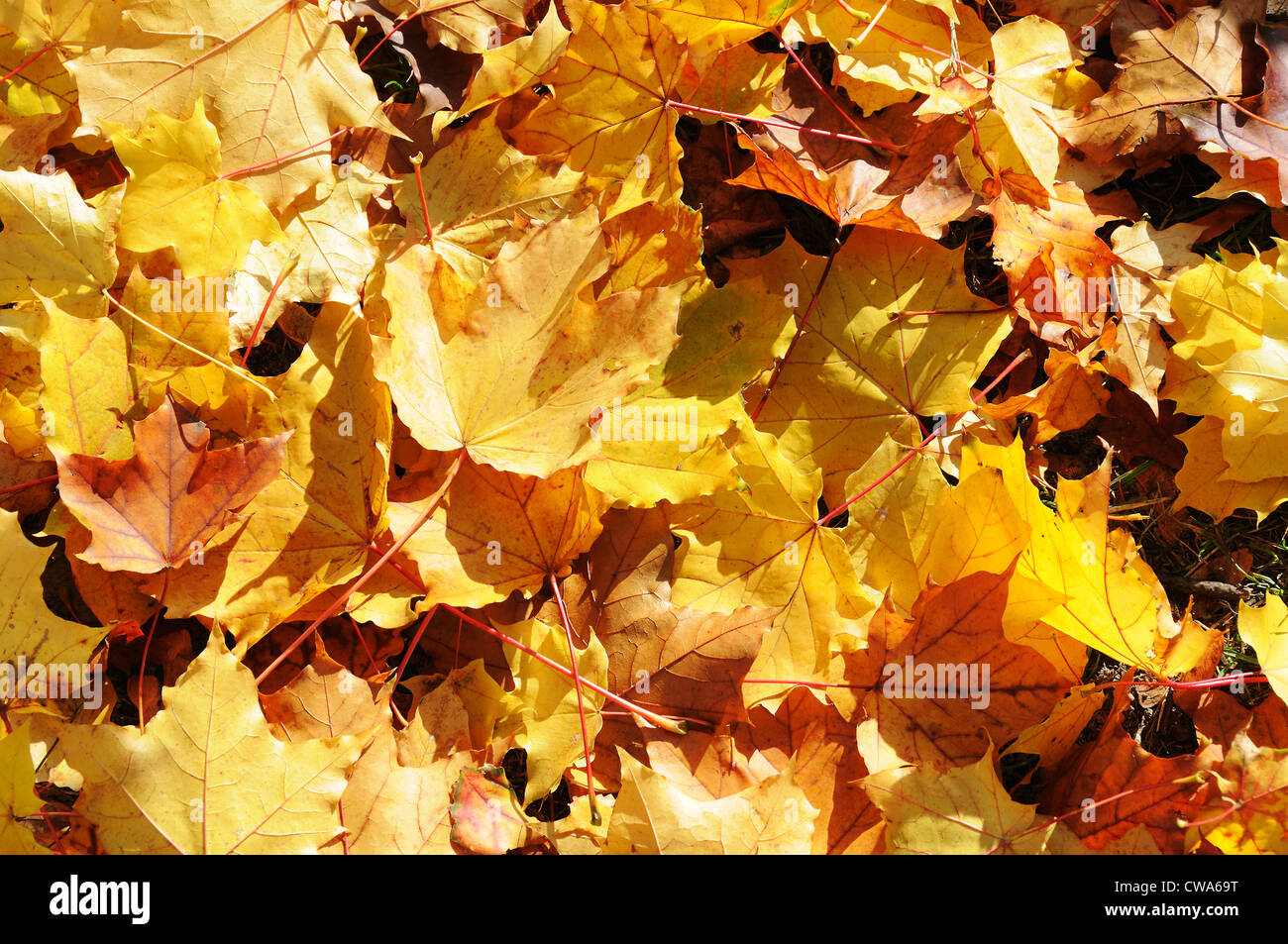 Background with yellow and orange autumn maple leaves Stock Photo - Alamy