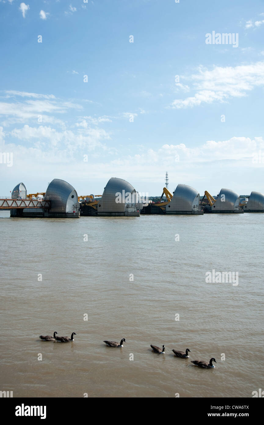 Thames Barrier with geese swimming in foreground. Stock Photo